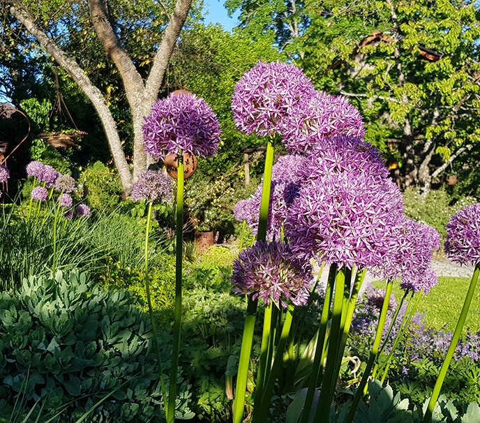 Familiengarten in der alten Obstwiese