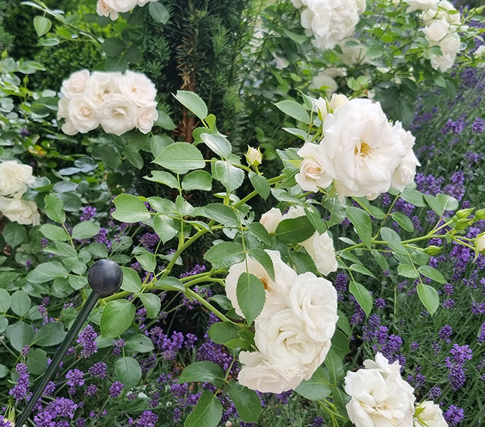 Wohnzimmer und Garten in Einem